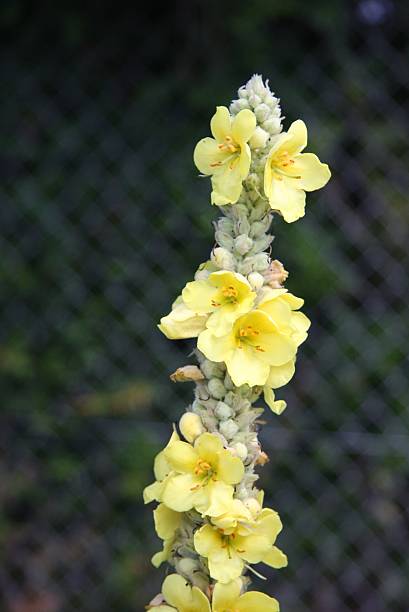 yellow garden flower stock photo