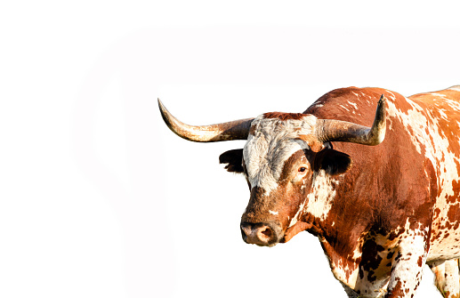 close up profile of wild Texas longhorn bull isolated on white background with copy space