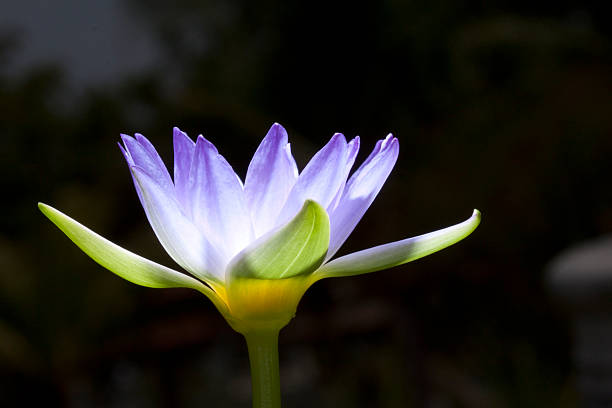 lotus, solus, scintillante di luce naturale - pie in the sky foto e immagini stock