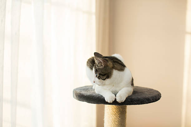 istock cat sitting on the cat's plush house 503189818