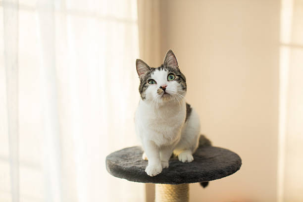 istock cat sitting on the cat's plush house 503189844