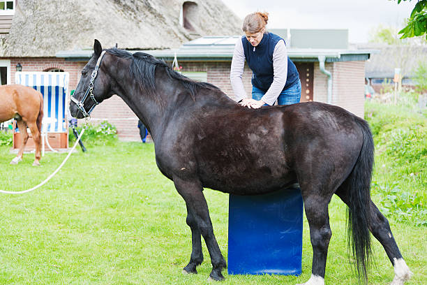 istock Female veterinarian performing chiropractics 503189867