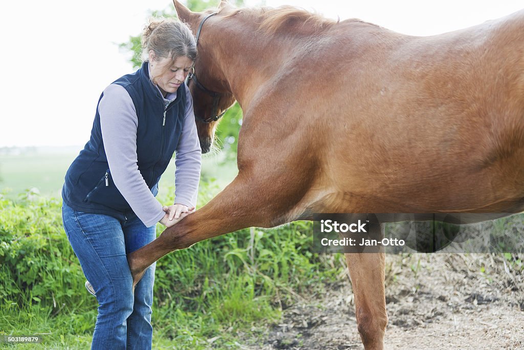Feminina realizando chiropractics Veterinário - Foto de stock de Cavalo - Família do cavalo royalty-free
