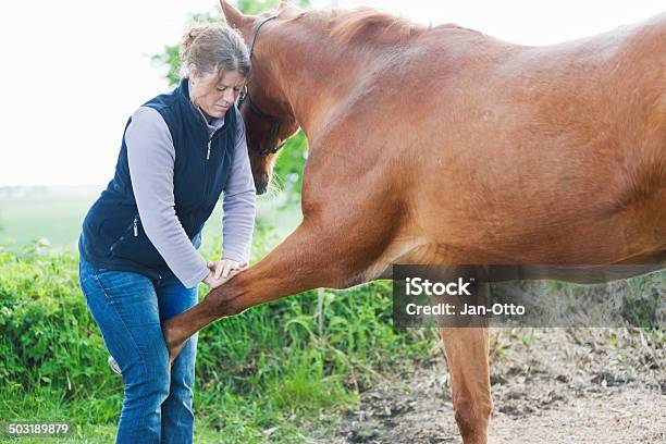Foto de Feminina Realizando Chiropractics Veterinário e mais fotos de stock de Cavalo - Família do cavalo - Cavalo - Família do cavalo, Saúde e Medicina, Fisioterapia