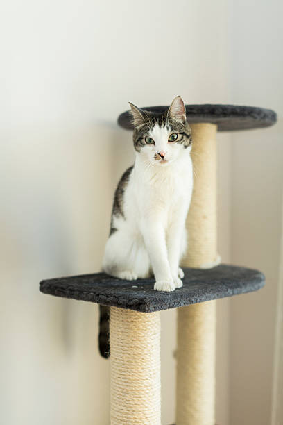 istock cat sitting on the cat's plush house 503190166