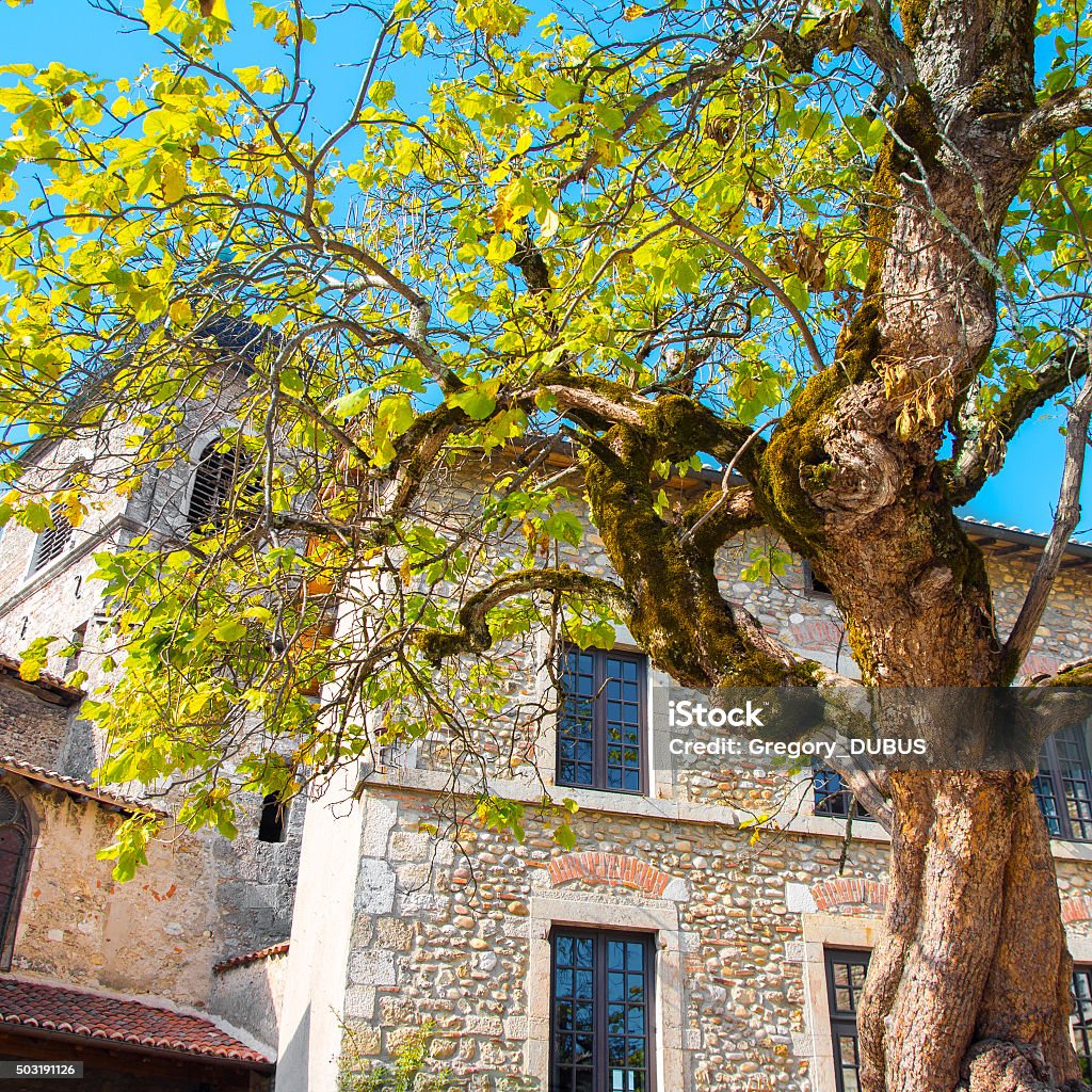 Old Twisted Tree In French Medieval Village Of Perouges Stock Photo ...