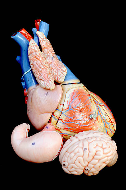 parte de anatomia humana - human artery animal artery human heart blood imagens e fotografias de stock