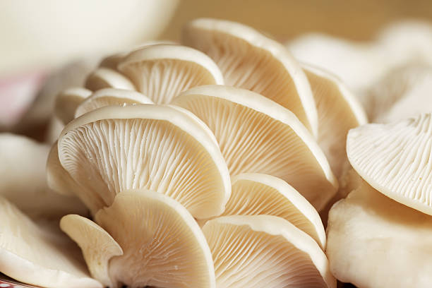 hongos - edible mushroom mushroom fungus colony fotografías e imágenes de stock