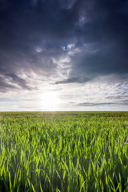 istock field of green wheat 503191313