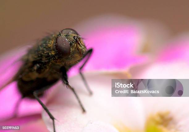 Super Macro Photo Of Fly Stock Photo - Download Image Now - Animal, Animal Body Part, Animal Eye