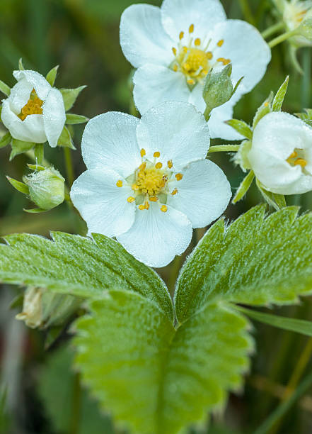 istock flower of wild strawberry 503191485