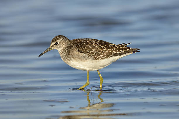 istock Green sandpiper in natural habitat ( Tringa ochropus) 503191507