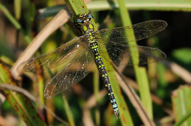 Aeshna cyanea, male