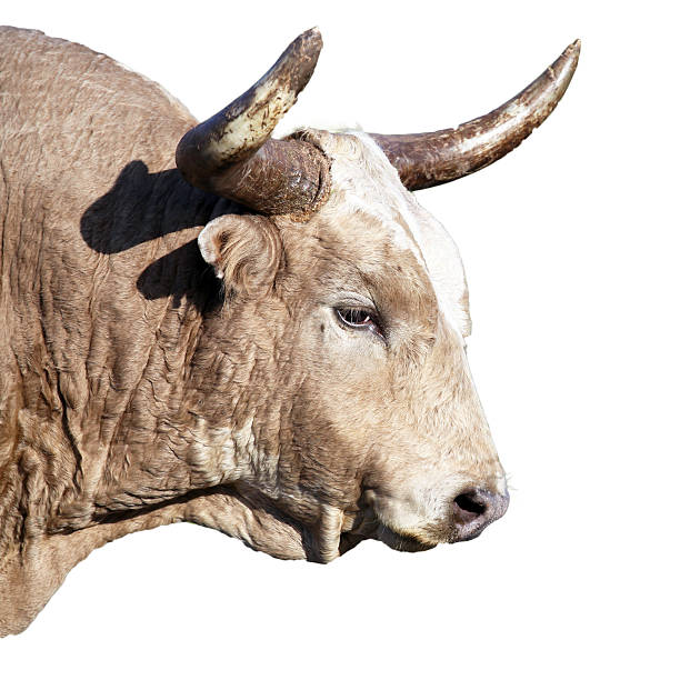 белый цвет техасский длиннорогий bull изолированные на белом фоне - bull texas longhorn cattle horned white стоковые фото и изображения