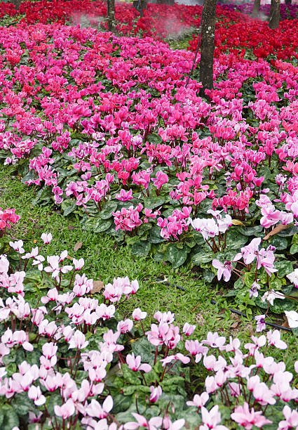 istock blooming flower at the flowerbed 503192066