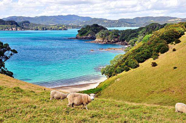 Sheep on the Bay of Islands, New Zealand Sheep graze on Urupukapuka Island, part of the Bay of Islands near Paihia, New Zealand bay of islands new zealand stock pictures, royalty-free photos & images