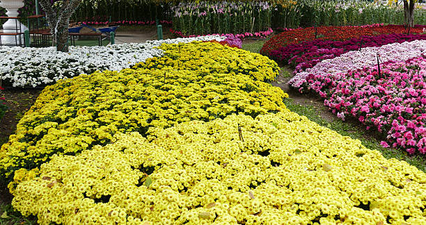 istock blooming flower at the flowerbed 503192230