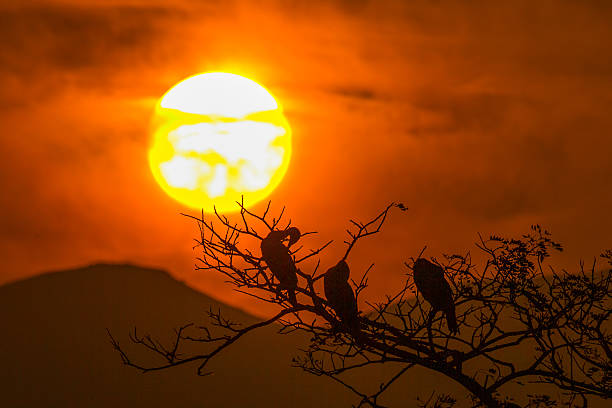 istock Silhouette Of Great Cormorant and Tree with Sunrise 503192576