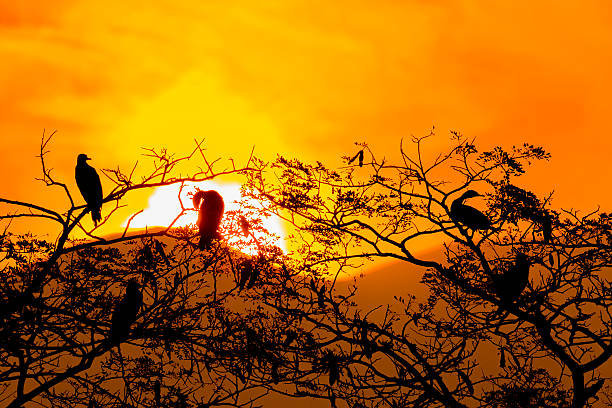 istock Silhouette Of Great Cormorant and Tree with Sunrise 503192776