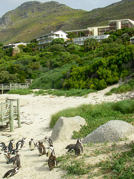 istock Jackass Penguins on beach Marine Protected Area near Simonstown ZA 503193035
