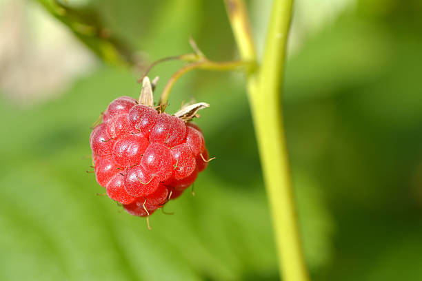 istock Raspberry fruit growing on branch in the garden 503193251