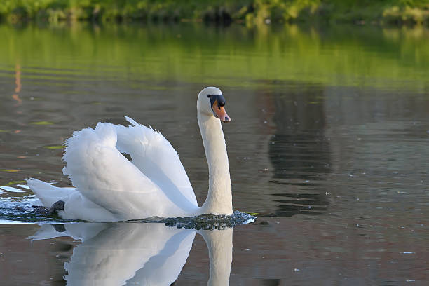 istock Swan on the lake 503193535