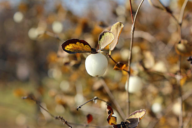 Snowberry bush with white fruits autumn with blurred background