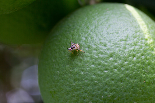 A fly sits on an orange drinking its nectar