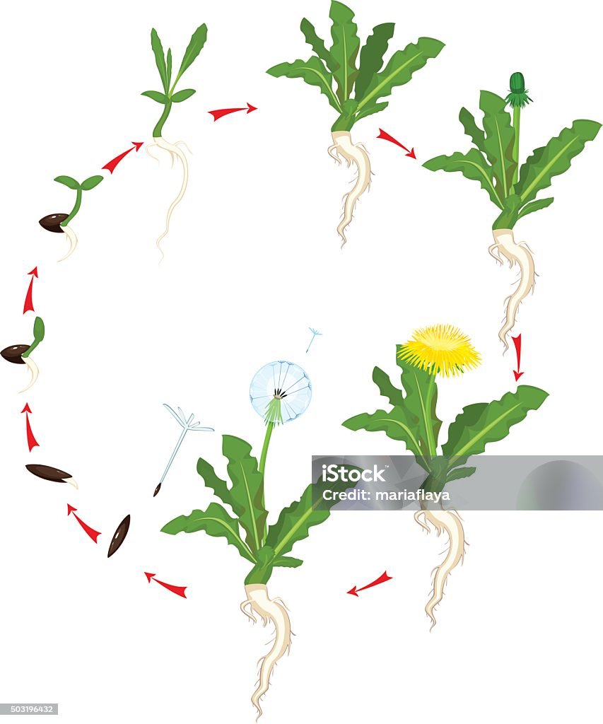 My Image 30