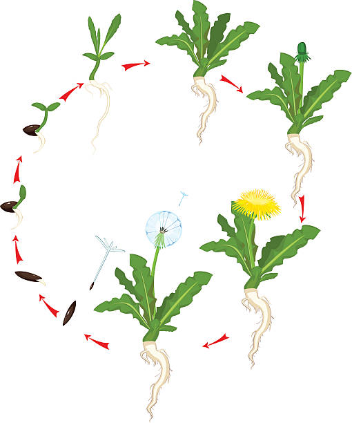 Life cycle of dandelion Life cycle of dandelion weeding stock illustrations