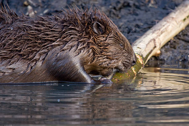 istock Close-up of beaver 503196988