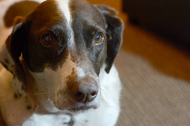 istock Close-up of Dog 503197918