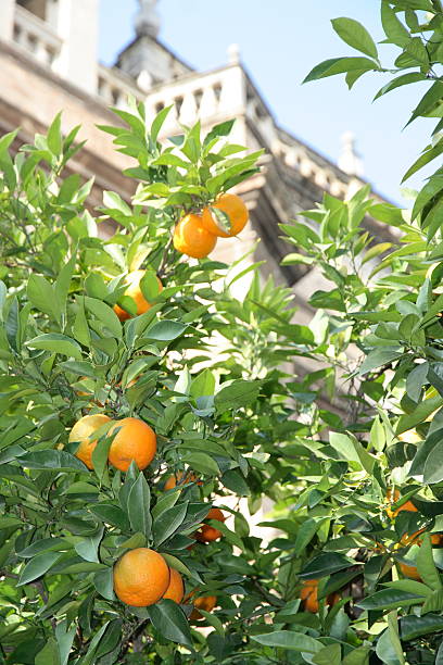 istock Orange Tree in Front of Cathedral 503198106