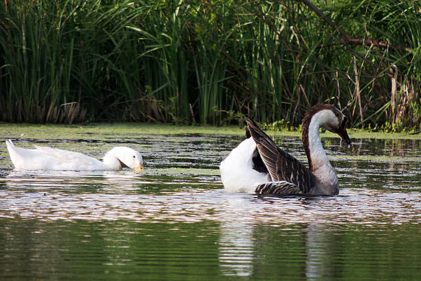 istock Goose in the pond 503198508