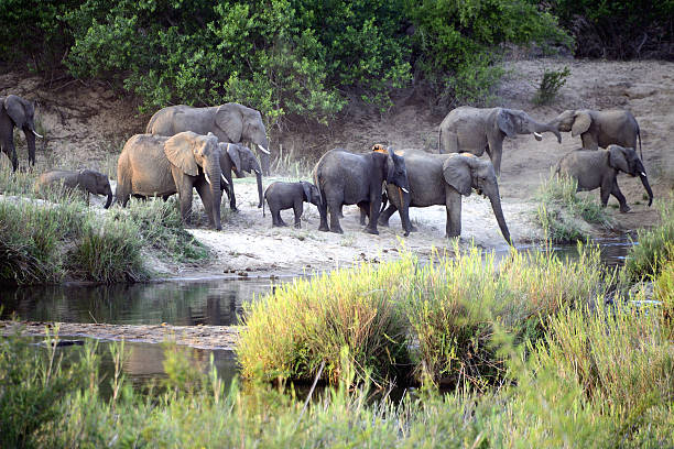 elefanten nur nach sonnenaufgang, kruger nationalpark, südafrika - kruger national park national park southern africa africa stock-fotos und bilder