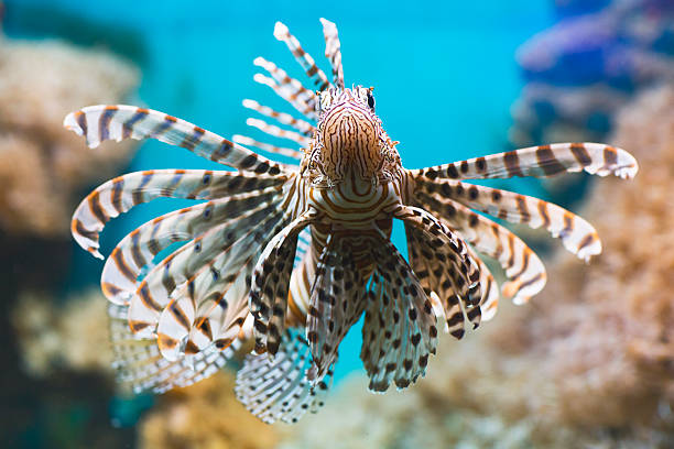 istock Fish swims in the aquarium, Zebra winged. 503199326