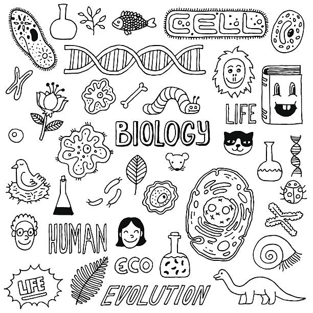 Vector hand-drawn images biology icons Hand-drawn biology inspired images.  The background is white.  All 40 of the images are black.  The words "biology," "cell," "eco," "evolution," "human" and "life" are written.  Drawings include two beakers, magnified microscope slide images, several strands of DNA, a book and a dinosaur.  Other images include a woman, a cat, a bird sitting in a nest, a man with glasses, a caterpillar and a lion, as well as a mouse, a leaf, a flower, a ladybug, a fish, several cells, a worm, a plant, a snail, several chromosomes and a bone. dinosaur drawing stock illustrations