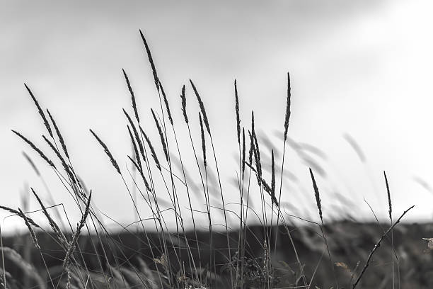 Spikelets stock photo