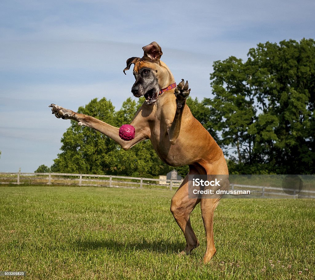 Great Dane on hind legs trying to catch ball Great Dane up on hind legs trying to catch red ball in green field Dog Stock Photo