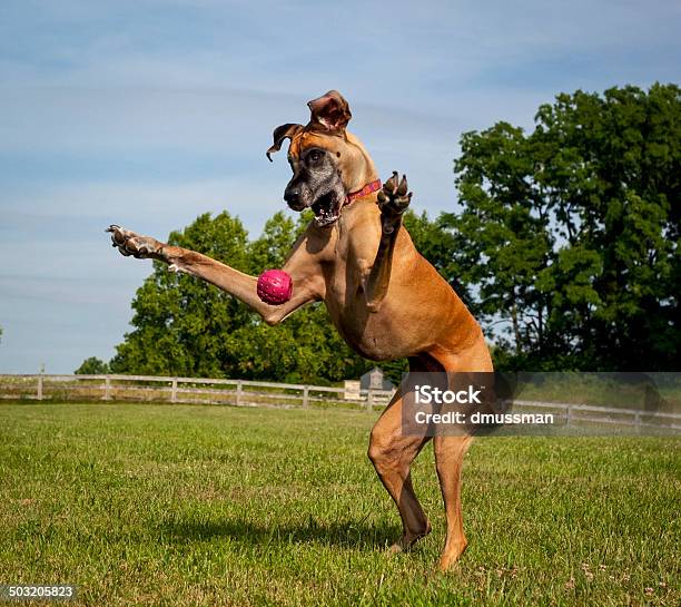 Great Dane On Hind Legs Trying To Catch Ball Stock Photo - Download Image Now - Dog, Careless, Playing Catch