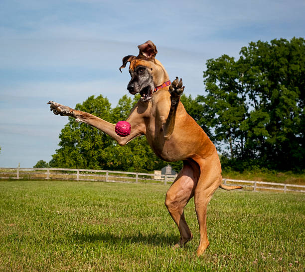 cão de grande porte com hind pernas tentando meter a bola - playing catch imagens e fotografias de stock