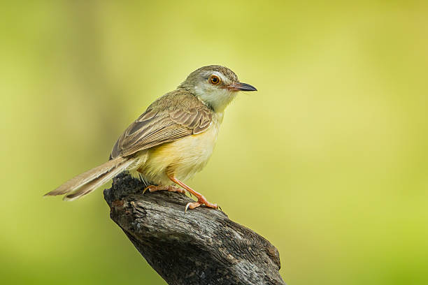 공통접지 Tailorbird 스톡 사진