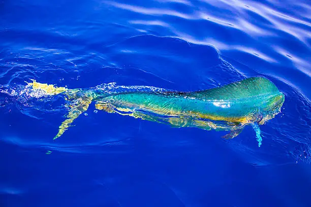 Fishing for dorado, also known as dolphinfish or mahi mahi.