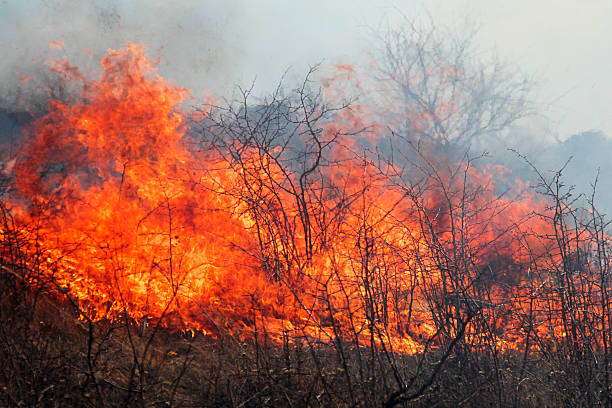 istock Dry grass burning in the forest, spring day, strong wind 503207203