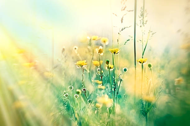 istock Yellow meadow flowers and grass 503207487