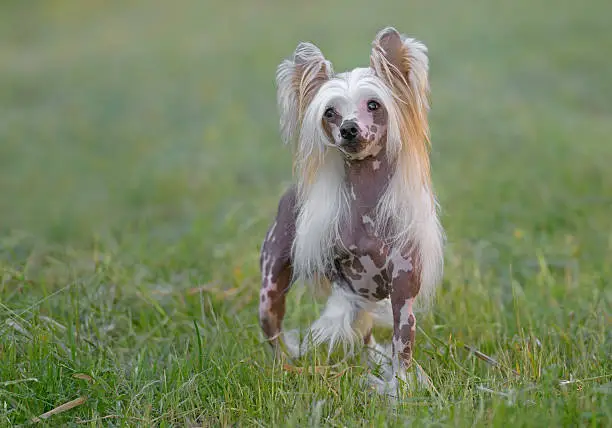 Female pure breed Chinese Crested dog posing outdoors