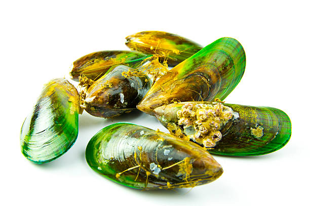 New Zealand Green Lipped Mussels New Zealand green lipped mussels, also known as greenshell mussels, set against a white background. mussel stock pictures, royalty-free photos & images