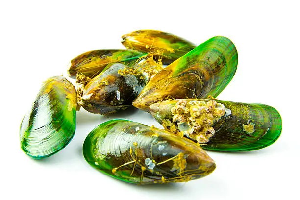 New Zealand green lipped mussels, also known as greenshell mussels, set against a white background.
