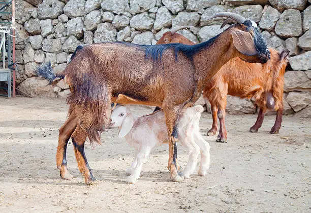 Red-coat goat feeding a straw-colored goatling in the farm yard
