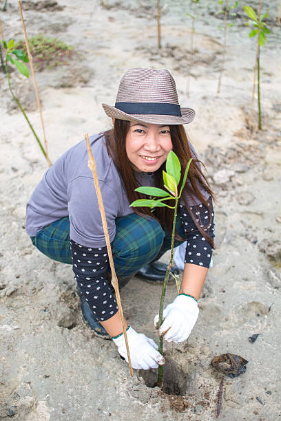 istock Asia woman planting new tree 503208021